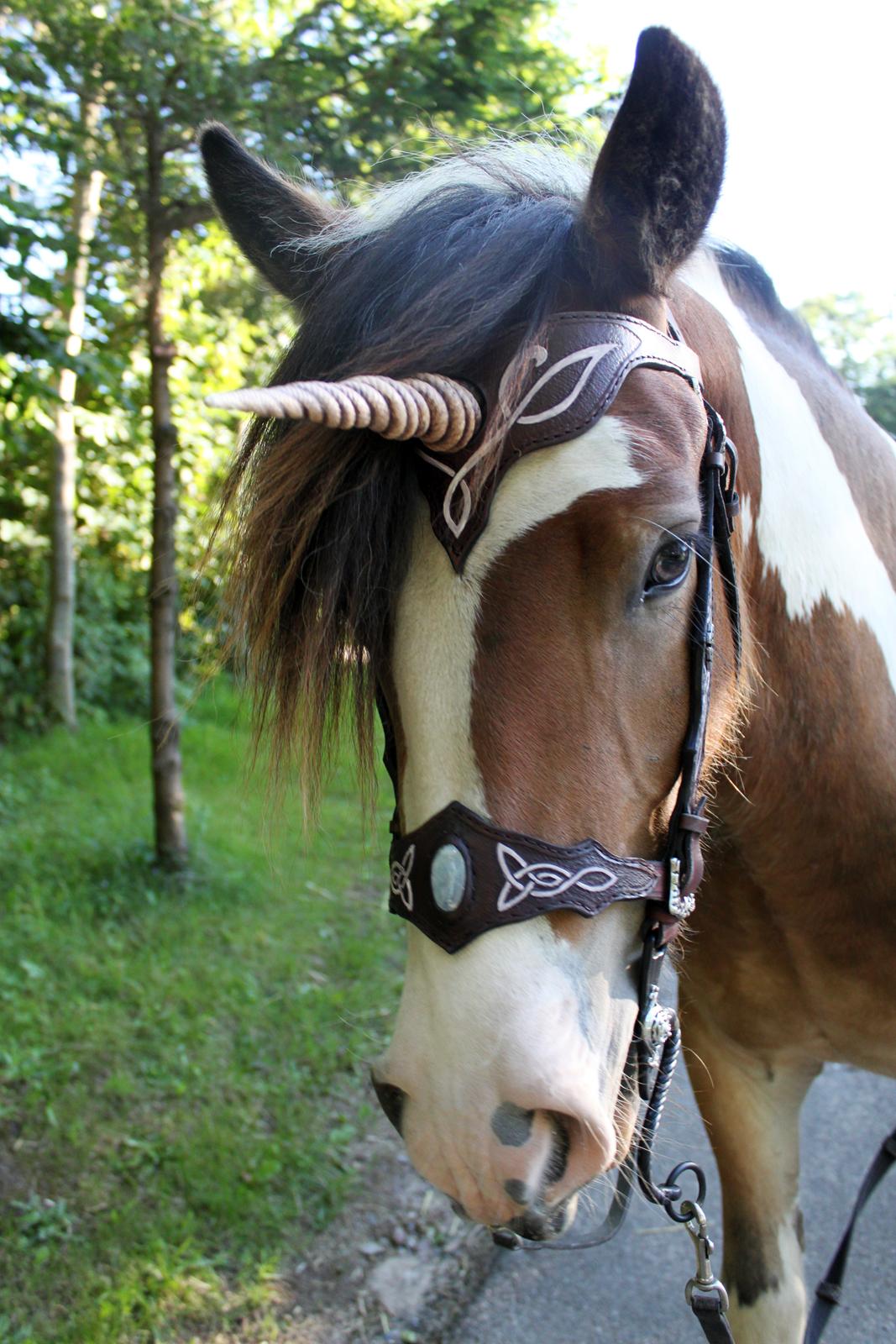 Anden særlig race Sir Louis of Gundelach billede 7