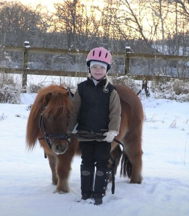 Shetlænder Olfert billede 7
