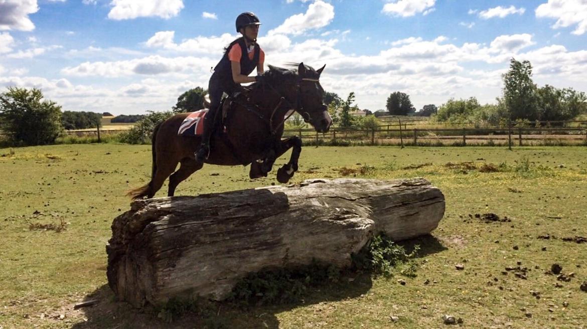 Irsk Sportspony Indiana Rose billede 14