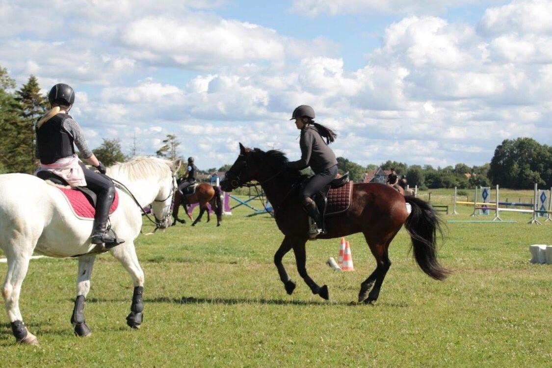 Irsk Sportspony Indiana Rose billede 16
