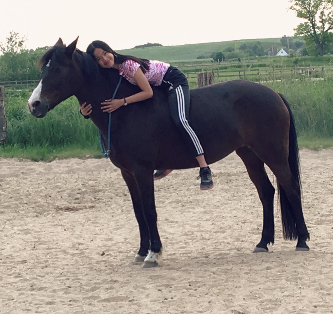 Irsk Sportspony Indiana Rose billede 17