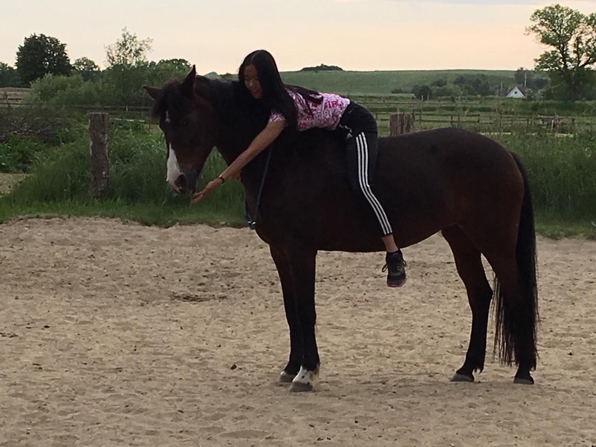 Irsk Sportspony Indiana Rose billede 18