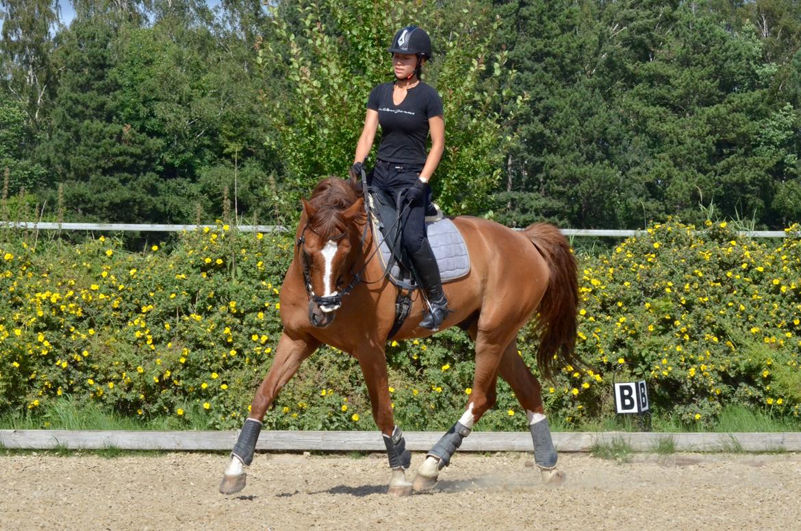 Tysk Oldenburger Lifestyle billede 7