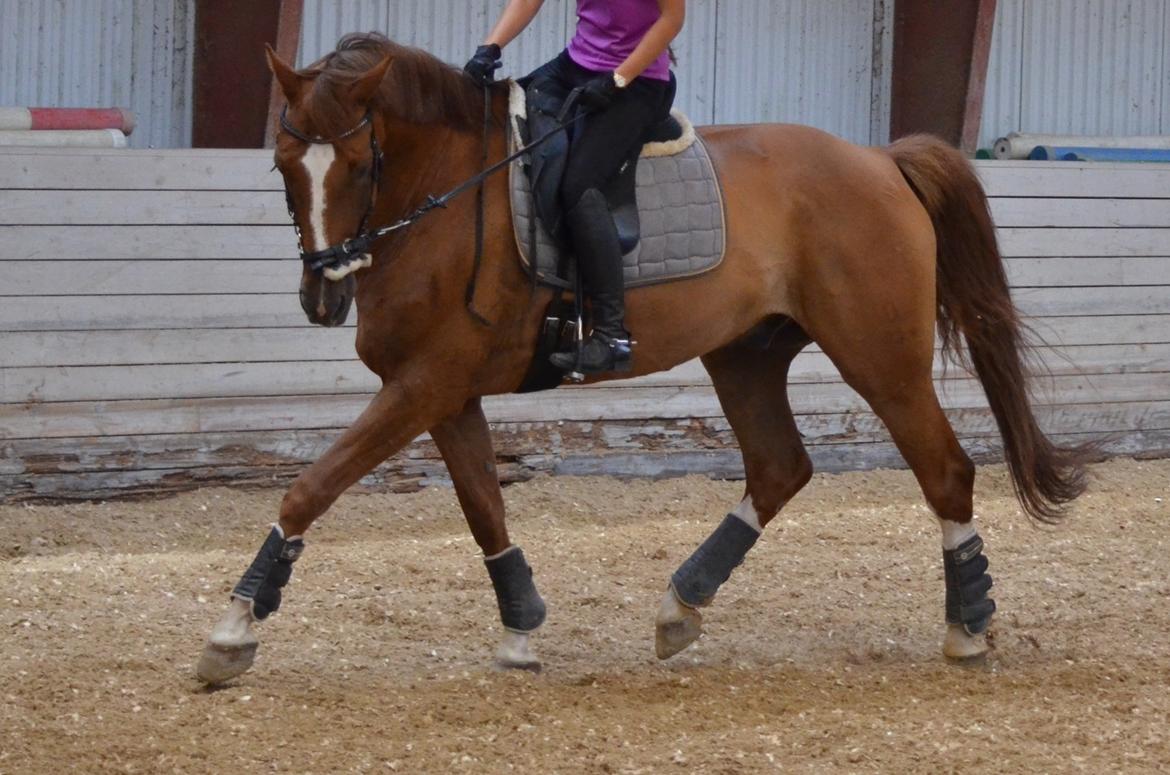 Tysk Oldenburger Lifestyle billede 8