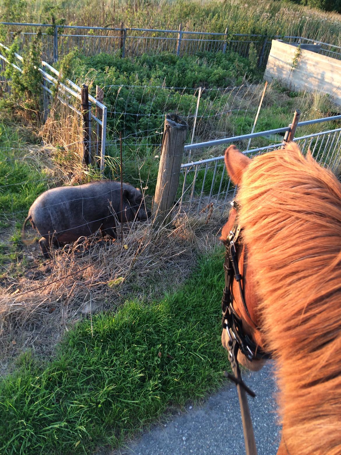 Anden særlig race Nørretellings Stromberg billede 2