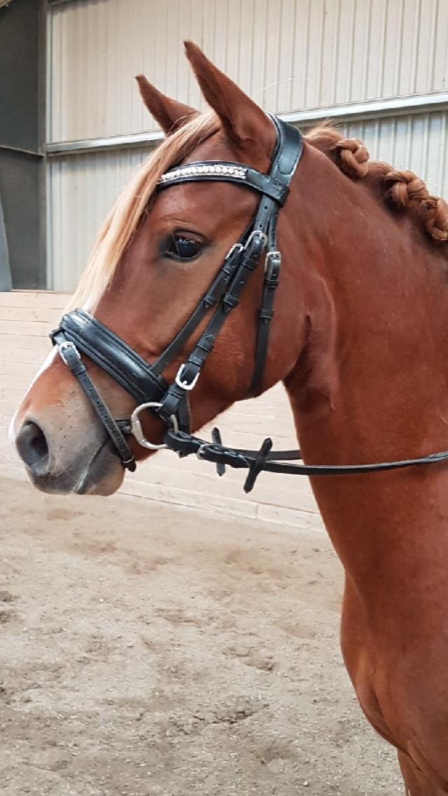 Anden særlig race Nørretellings Stromberg billede 1