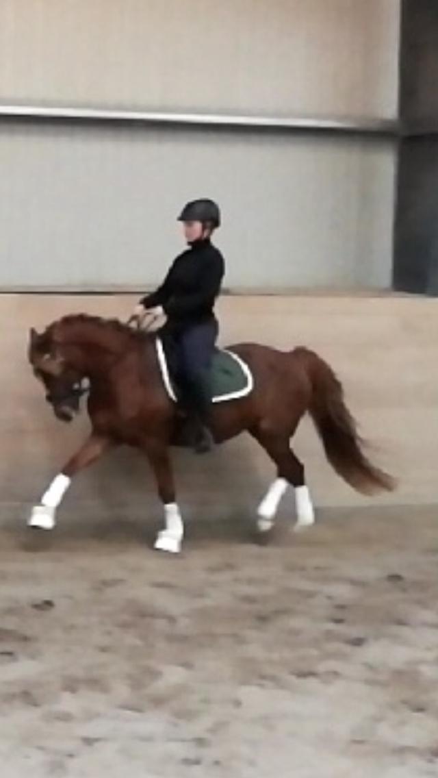 Anden særlig race Nørretellings Stromberg billede 3