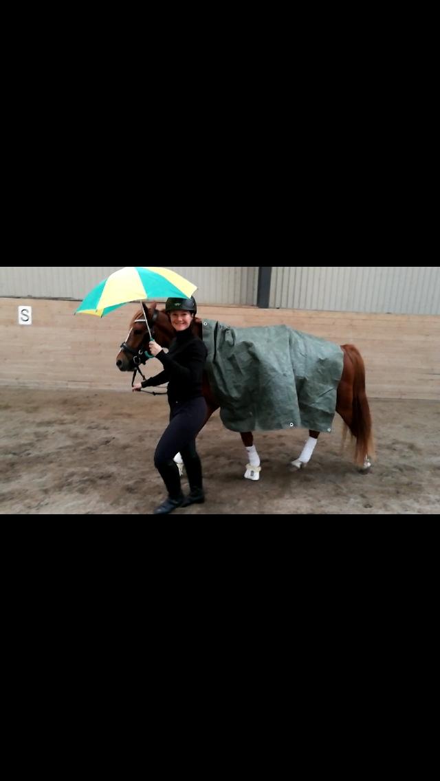 Anden særlig race Nørretellings Stromberg billede 4