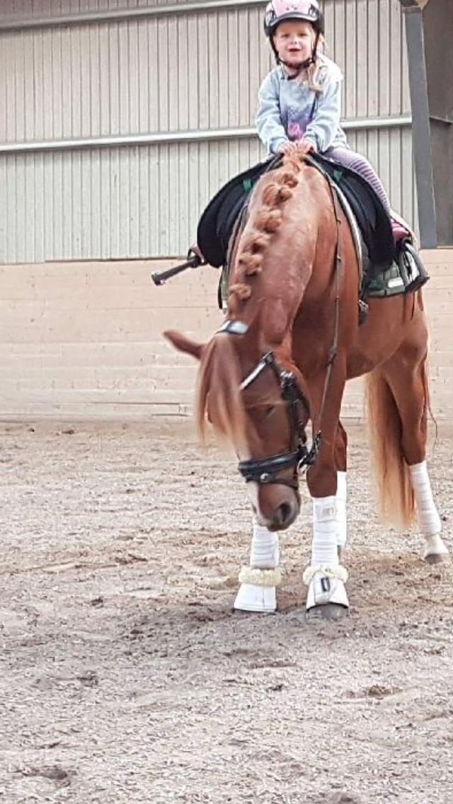 Anden særlig race Nørretellings Stromberg billede 6