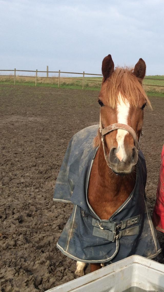 Anden særlig race Nørretellings Stromberg billede 9