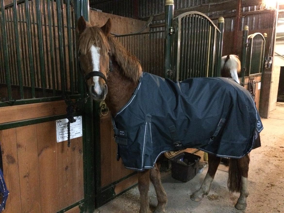 Anden særlig race Nørretellings Stromberg billede 8