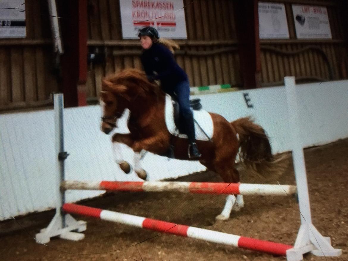 Anden særlig race Nørretellings Stromberg billede 15