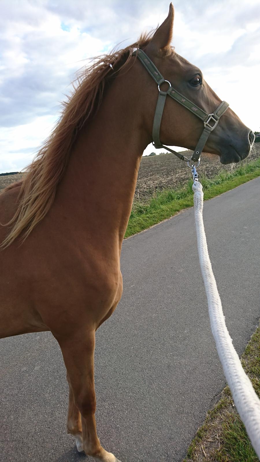 Sportsaraber (A) Skouenbygaards karma khayenne billede 4