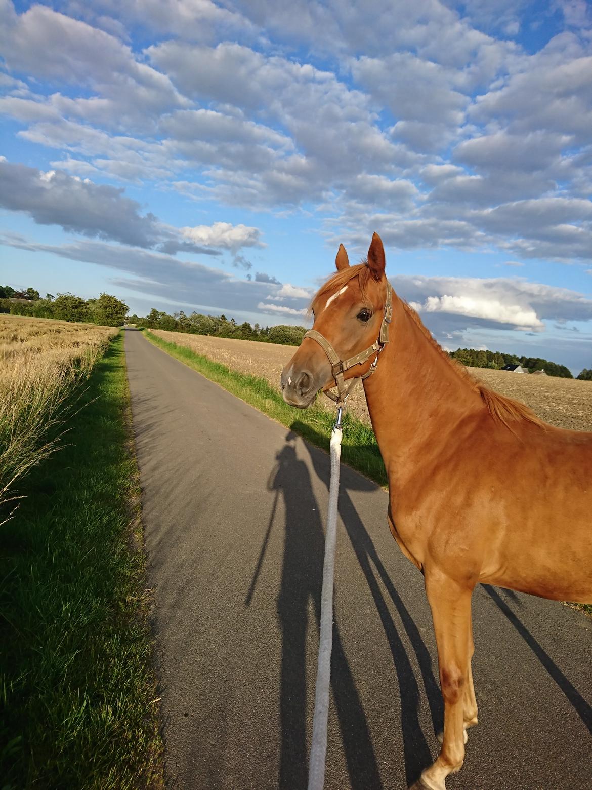 Sportsaraber (A) Skouenbygaards karma khayenne billede 1