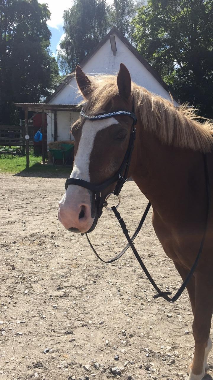 DSP Ørsteds Carpaccio billede 2