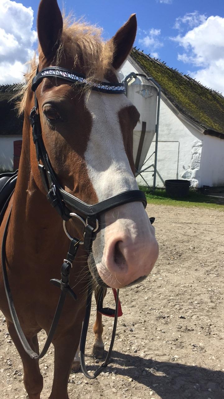 DSP Ørsteds Carpaccio billede 1