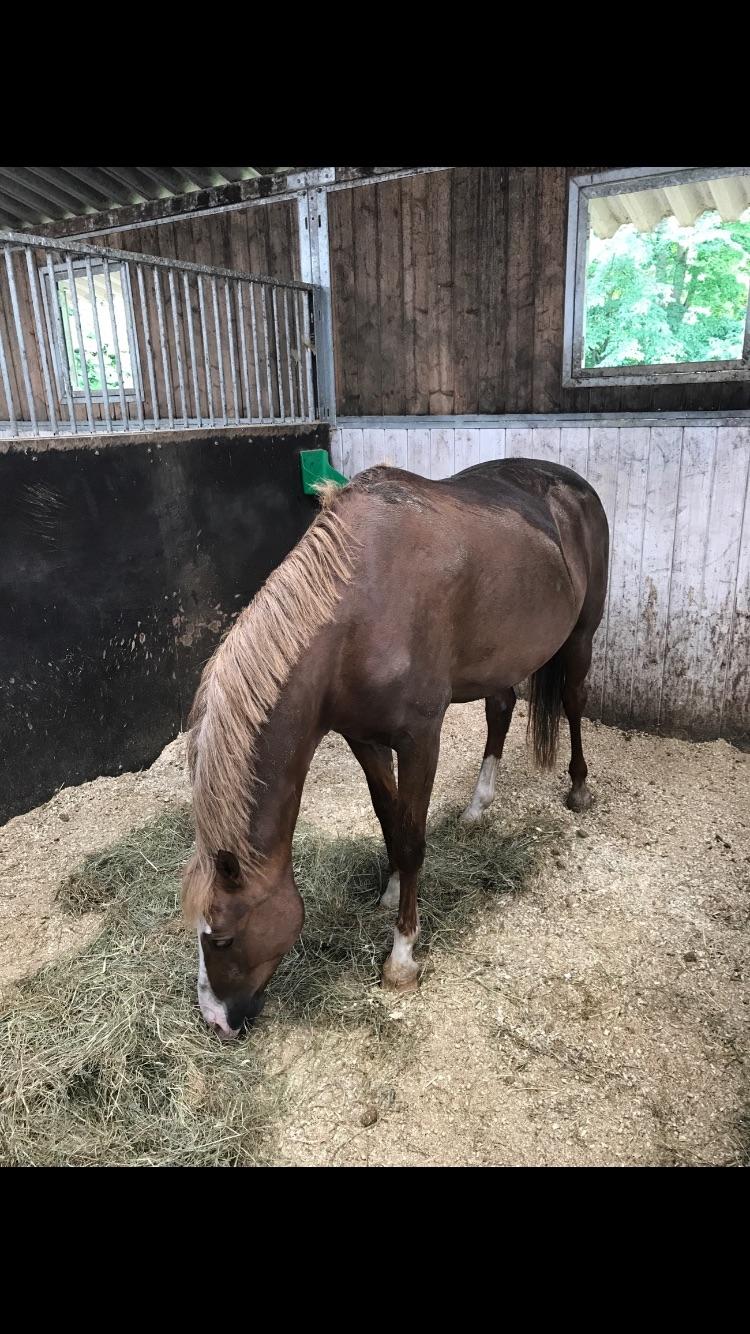 DSP Ørsteds Carpaccio billede 5