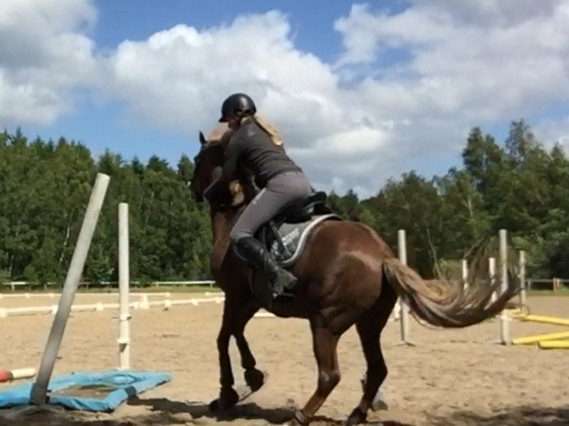 DSP Ørsteds Carpaccio billede 8