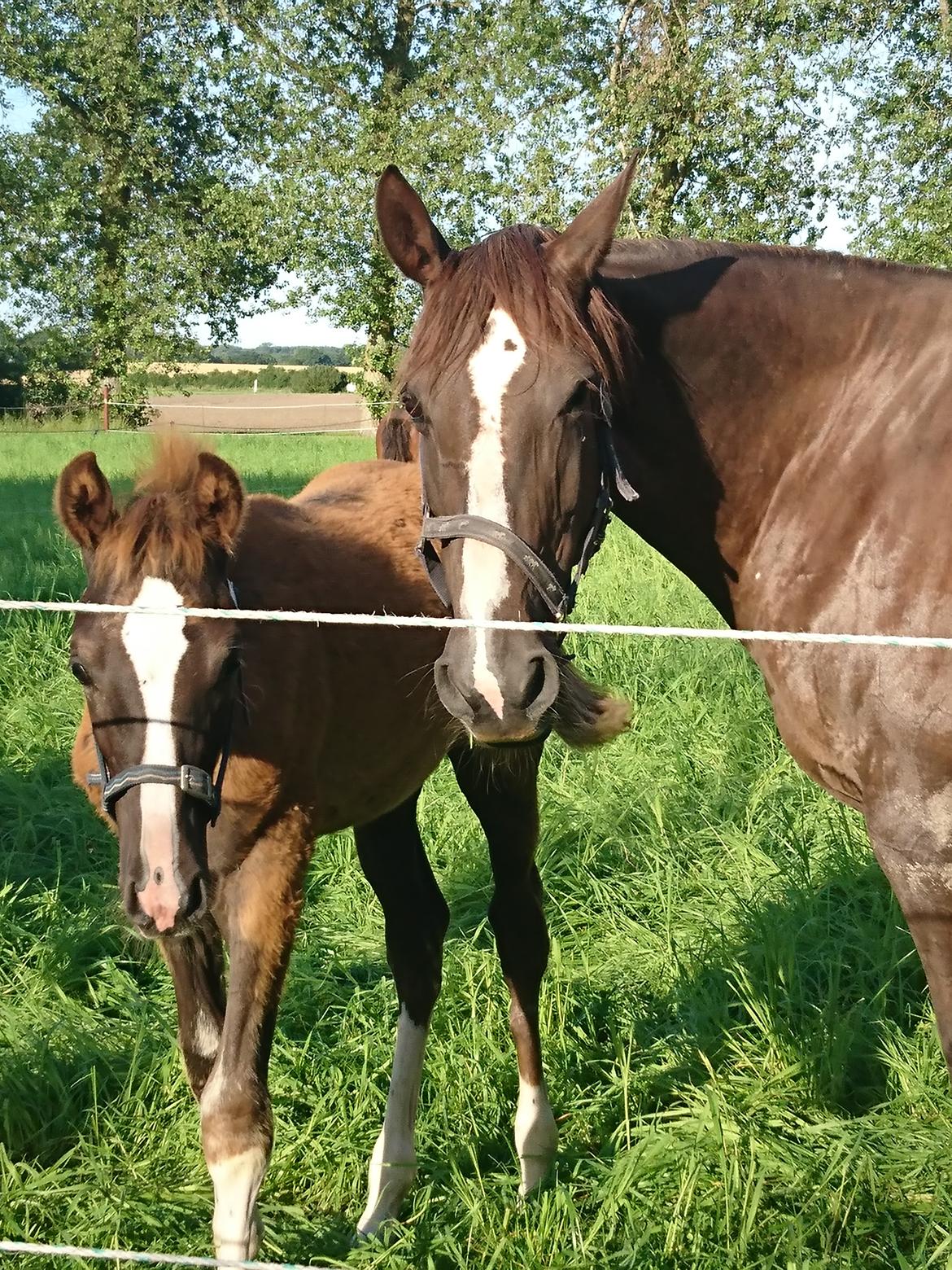 Anden særlig race Butterhills Mistry Malou billede 6