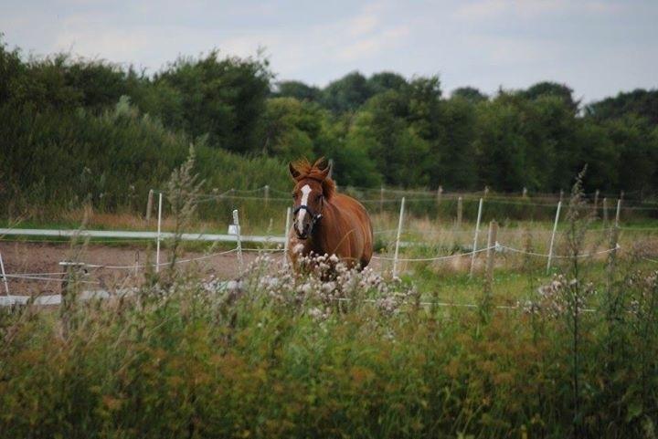 Tysk Sportspony ERF Montana (S-pony) - Sommer, sol og en glad Monne :D billede 8