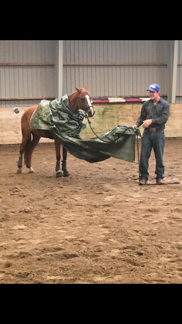 Tysk Sportspony ERF Montana (S-pony) - Miljøtræning. billede 13