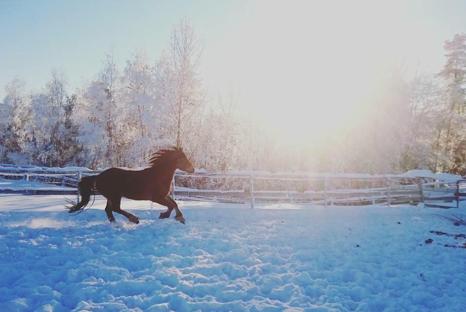 Welsh Cob (sec D) Danaway Sparc * avlshingst * billede 1