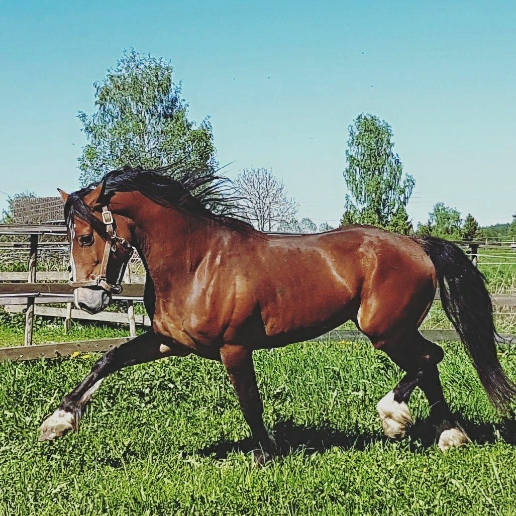 Welsh Cob (sec D) Danaway Sparc * avlshingst * billede 2