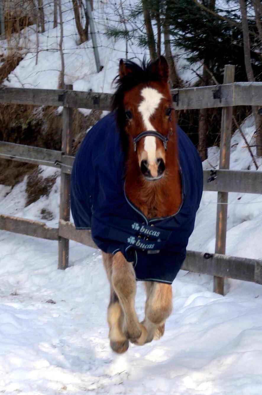 Welsh Cob (sec D) Danaway Sparc * avlshingst * billede 4