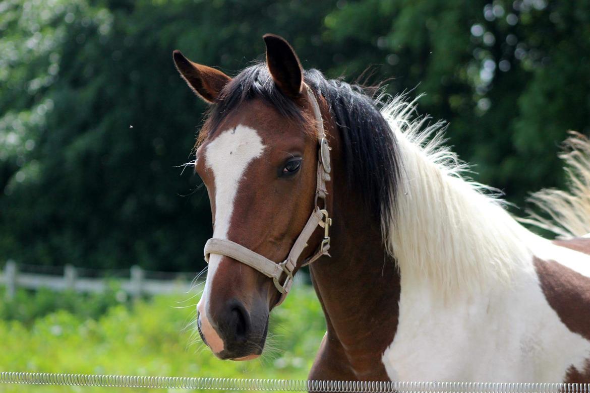 Pinto Vanulla billede 1