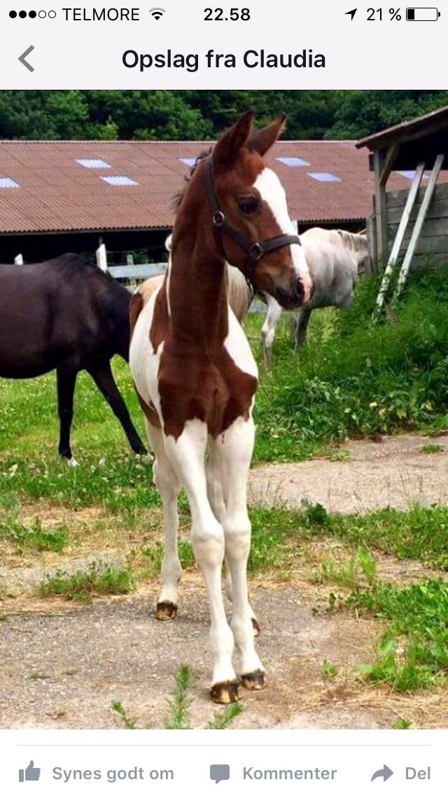 Pinto Vanulla billede 7