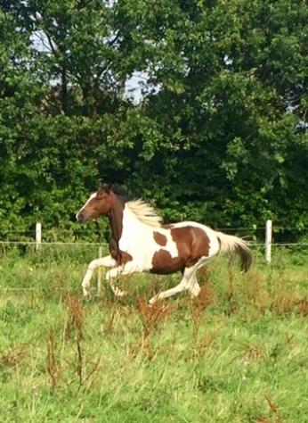 Pinto Vanulla billede 4