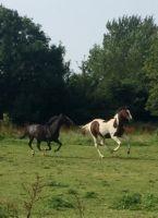 Pinto Vanulla billede 5