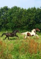 Pinto Vanulla billede 6