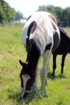 Pinto Vanulla billede 2