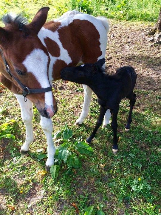 Pinto Vanulla billede 8