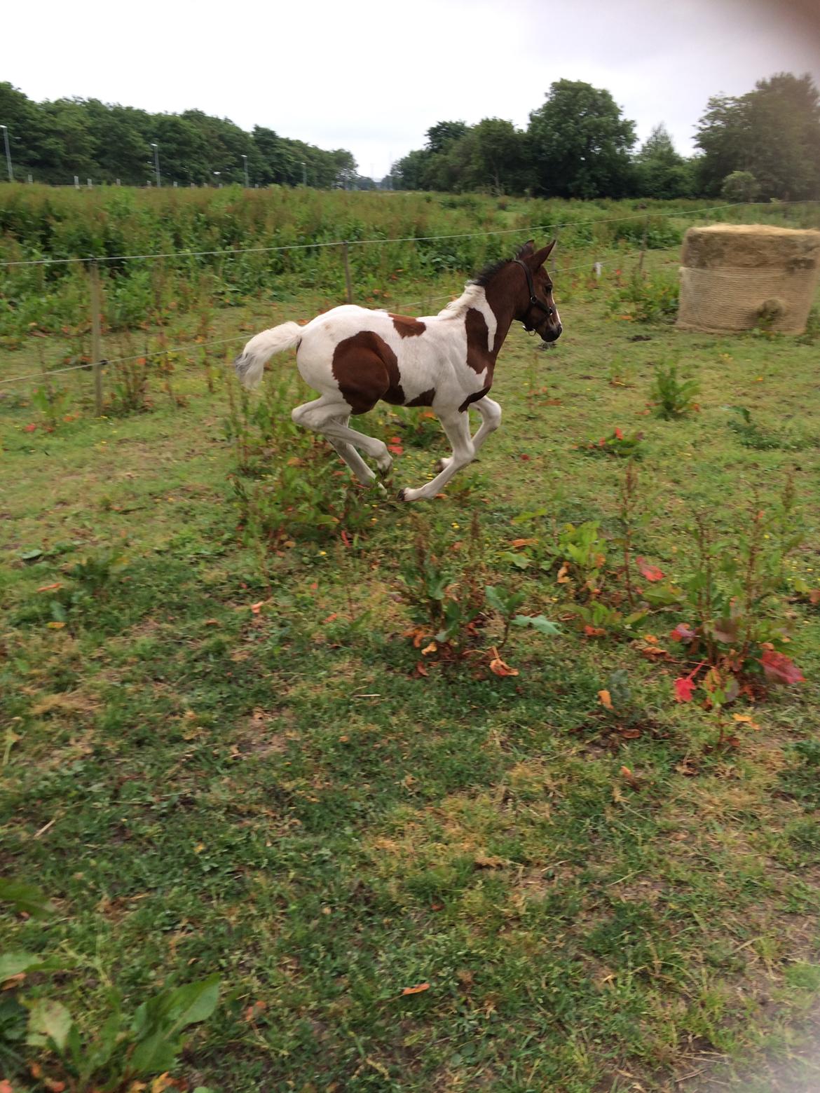 Pinto Vanulla billede 9