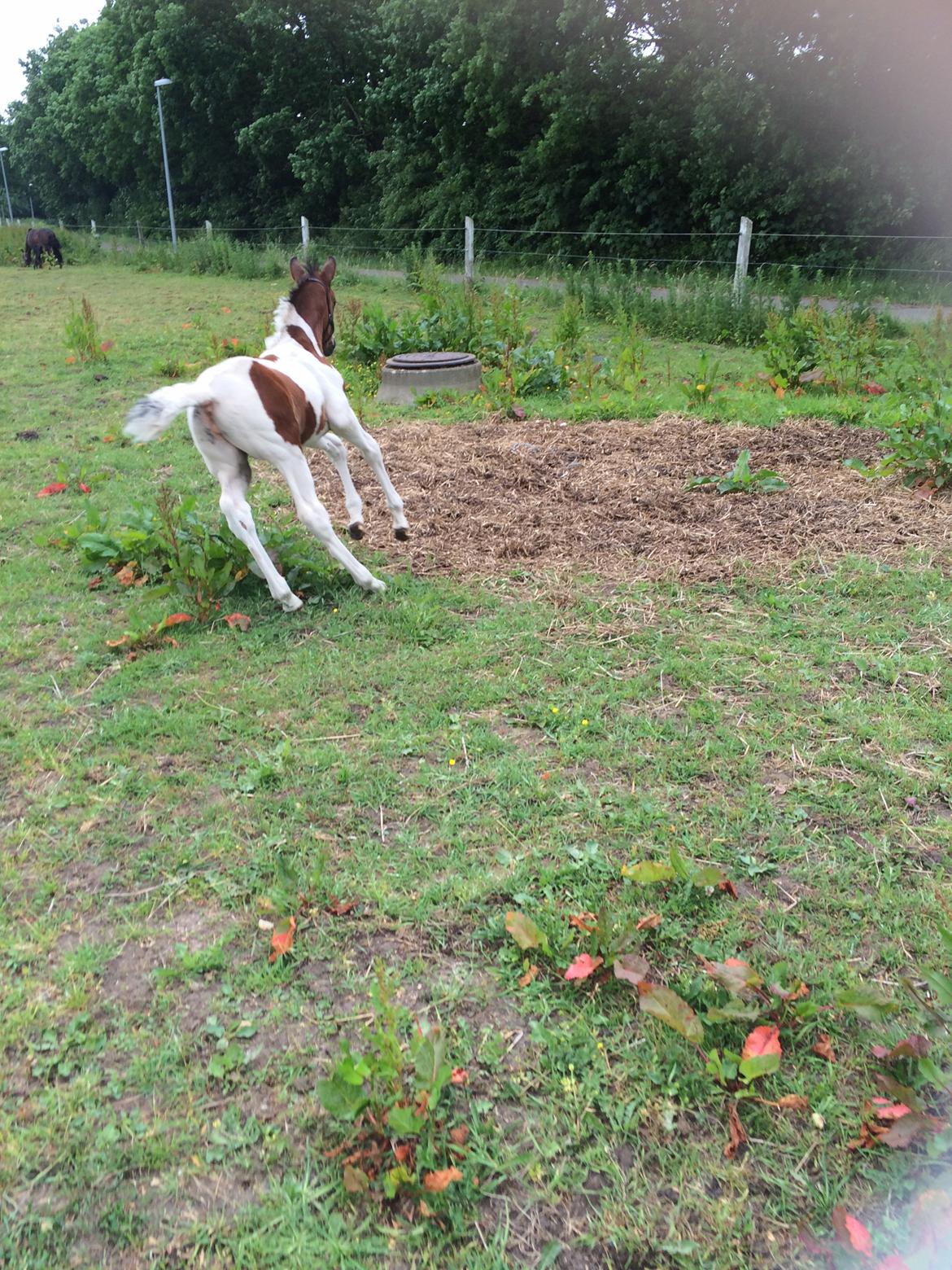 Pinto Vanulla billede 10