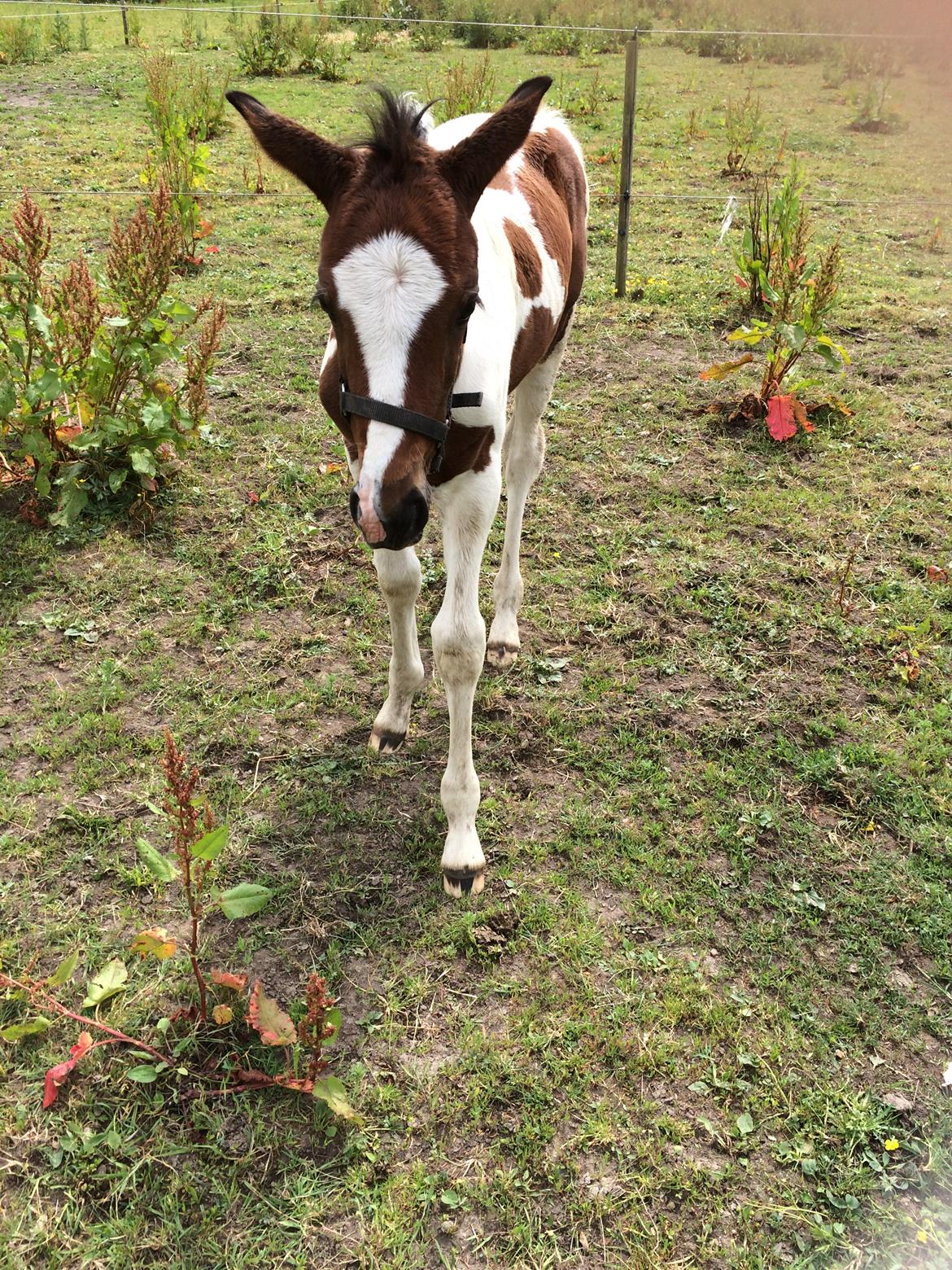 Pinto Vanulla billede 11