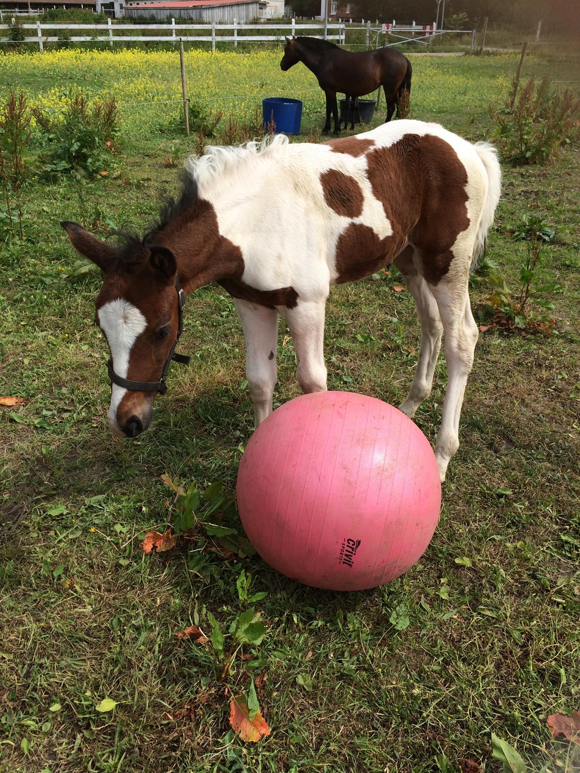 Pinto Vanulla billede 13