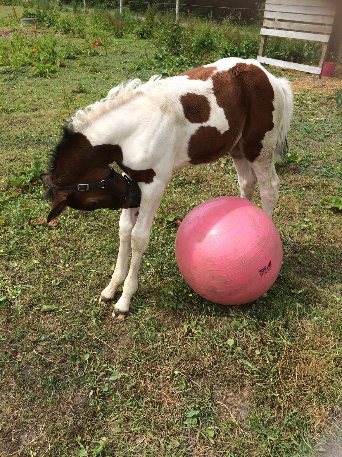 Pinto Vanulla billede 12