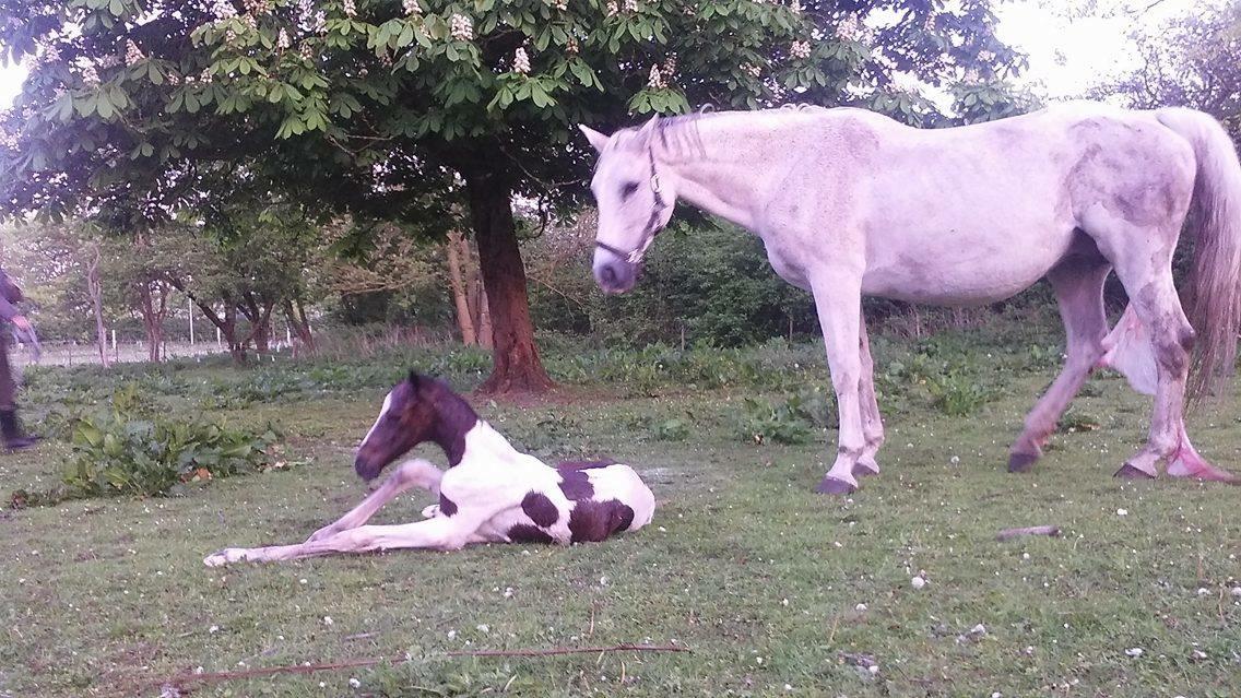 Pinto Vanulla billede 15