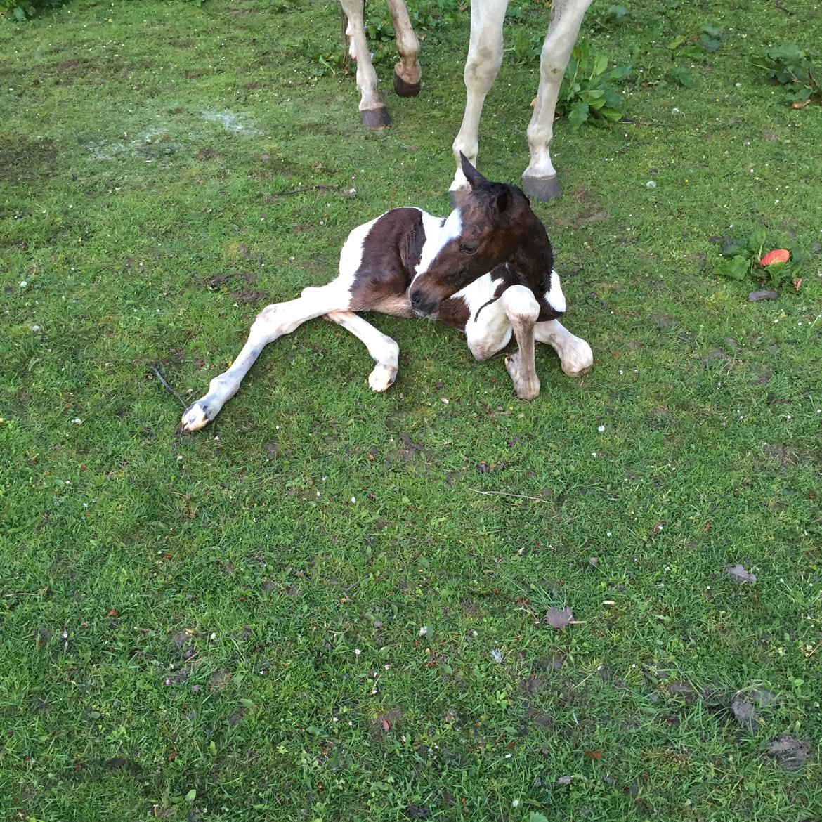 Pinto Vanulla billede 17