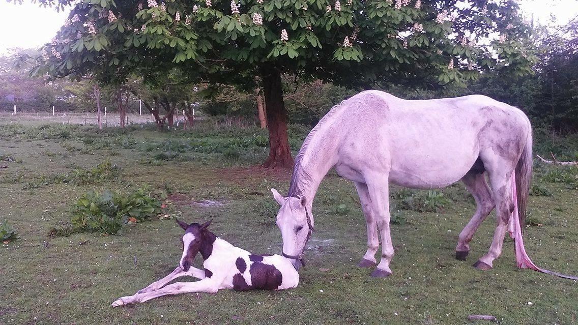 Pinto Vanulla billede 14