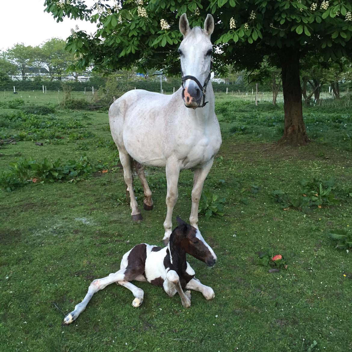 Pinto Vanulla billede 18