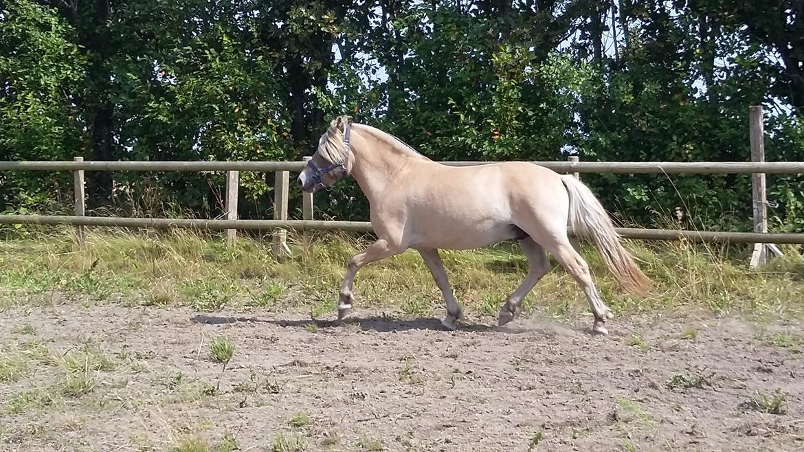Fjordhest Ørvads lano billede 4
