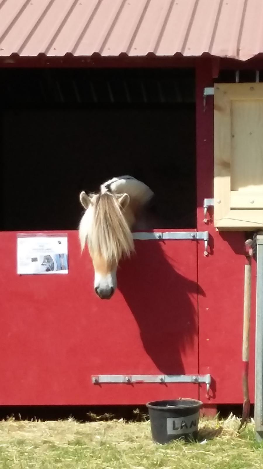 Fjordhest Ørvads lano billede 2