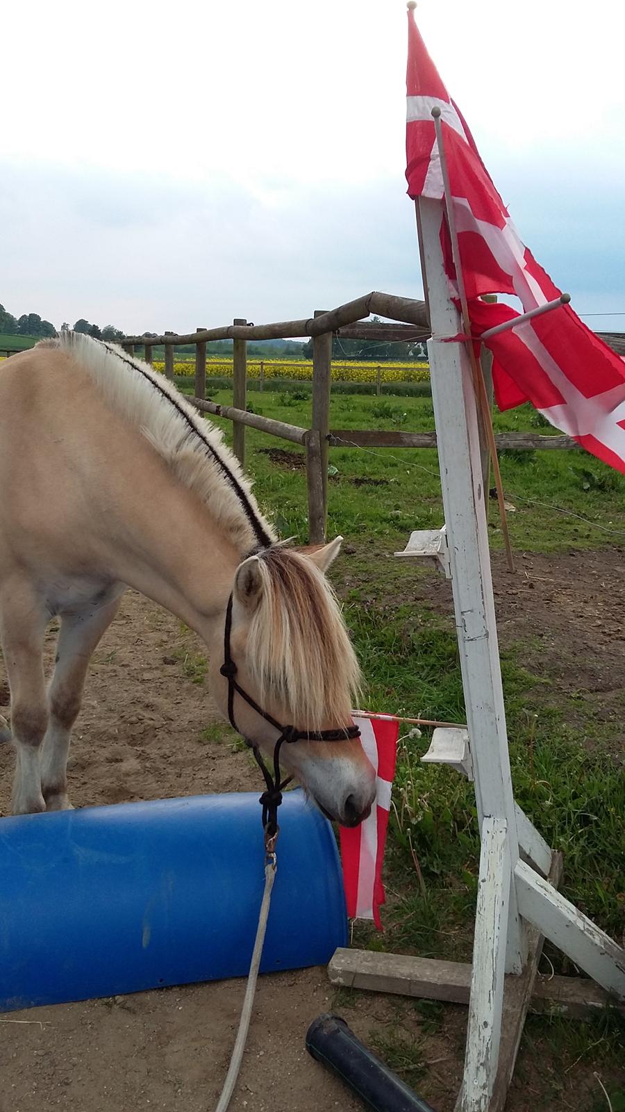 Fjordhest Ørvads lano billede 3