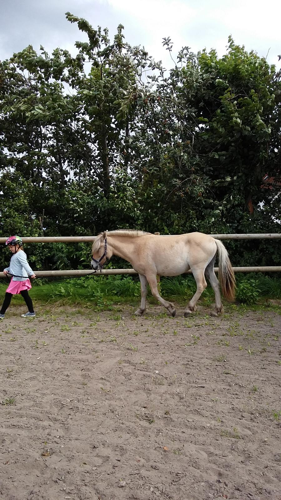 Fjordhest Ørvads lano billede 6