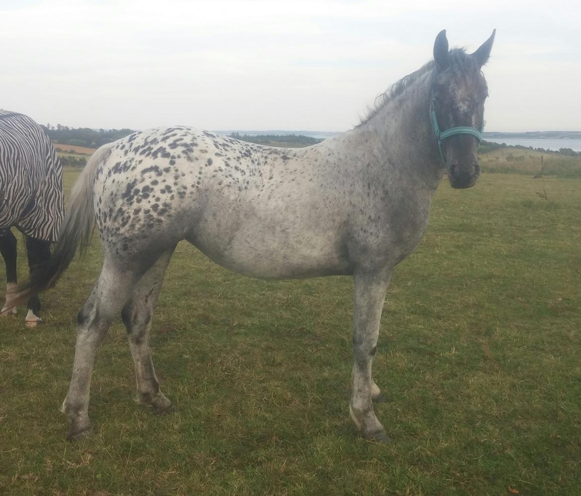 Anden særlig race Beuty billede 6