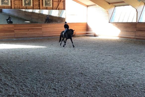 Dansk Varmblod Tanne billede 14